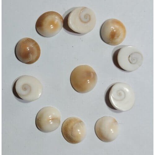 Gomati Chakra 11 Pc