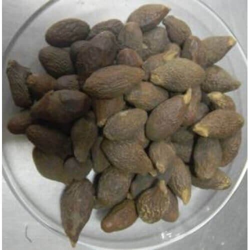 Niranjan Phal Niranjan Fal Malva Nuts Sterculia Lychnophora
