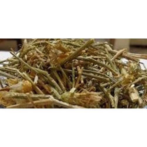 Brahm Dandi Brahma Dandi Bramha Dandi Bramh Dandi Tricholepis Angustifolia