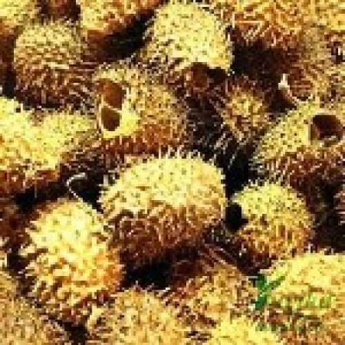 Bindaal Doda Devdali Luffa Echinata