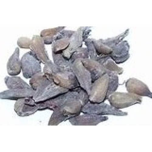 Kakoli Roscaea Procera