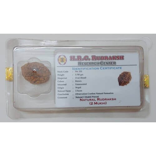 Rudraksh Dana Do Mukhi-Two Face Lab Certified