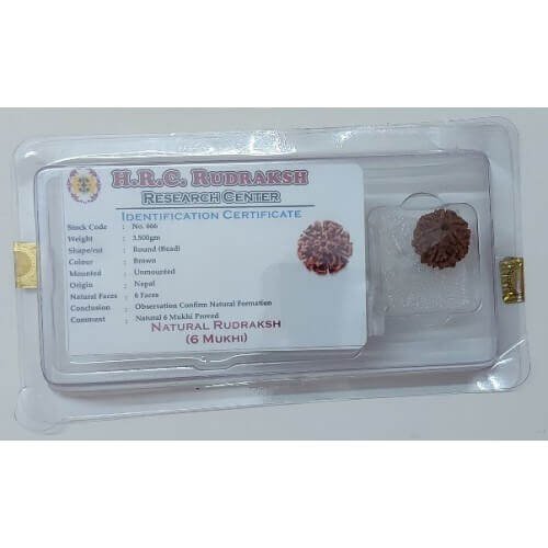 Rudraksh Dana Chhaye Mukhi-Six Face Lab Certified