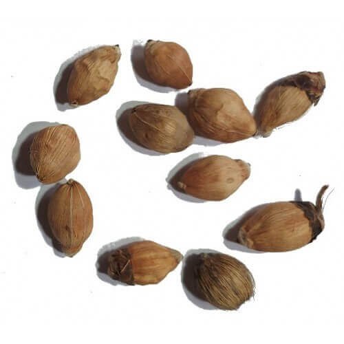 Laghu Nariyal Small Coconut