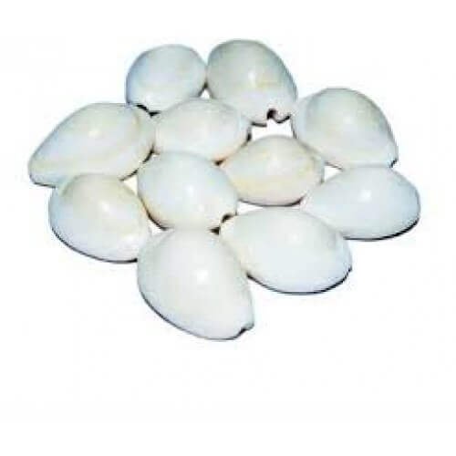 Kaudi Chhed Wali Safed Shells with Hole White color 11 Pcs