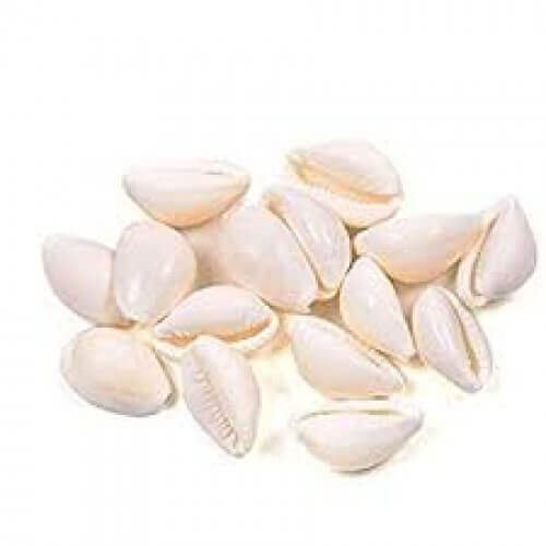 Kaudi Bina Chhed Wali Safed Shells without Hole White color 11 Pcs