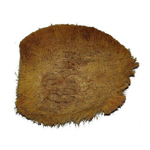 Ekakshi Nariyal-One Eye Coconut