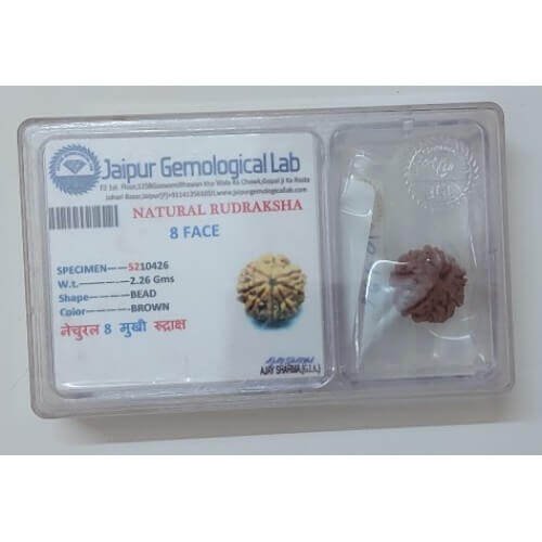 Rudraksh Dana Aath Mukhi-Eight Face Lab Certified