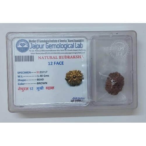 Rudraksh Dana Bara Mukhi-Twelve Face Lab Certified
